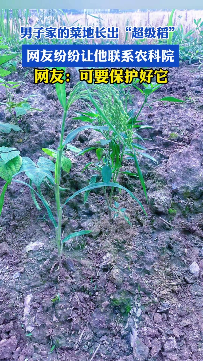 男子家的菜地長(zhǎng)出“超級(jí)稻”，網(wǎng)友紛紛讓他聯(lián)系農(nóng)科院