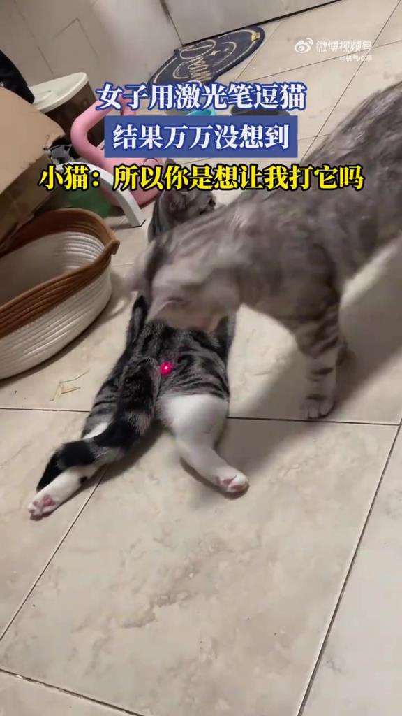 女子激光笔逗猫反 “挑唆”，小猫疑惑 “是否动手”