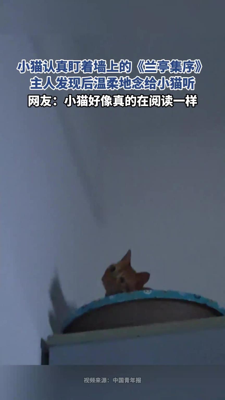 小貓認(rèn)真盯著墻上的《蘭亭集序》，主人發(fā)現(xiàn)后溫柔地念給小貓聽