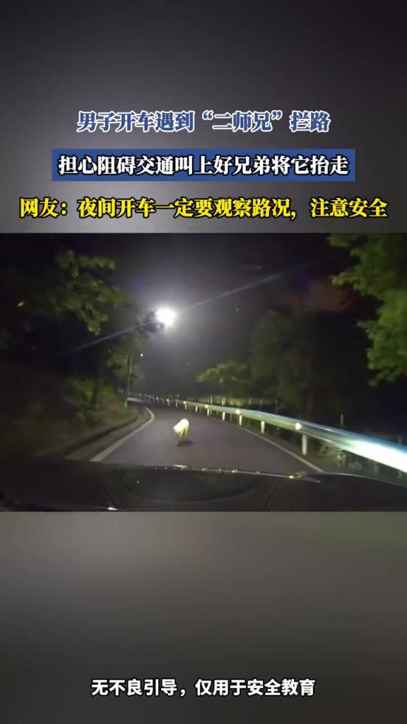 男子开车遇到“二师兄”拦路,担心阻碍交通叫上好兄弟将它抬走!