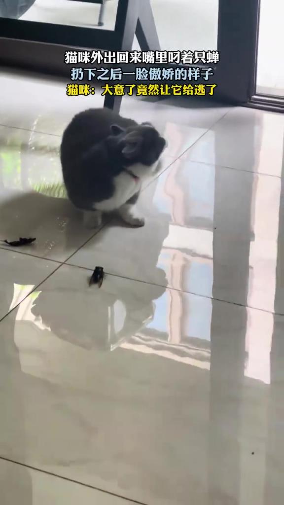 猫咪外出回来嘴里叼着只蝉 扔下之后一脸傲娇的样子