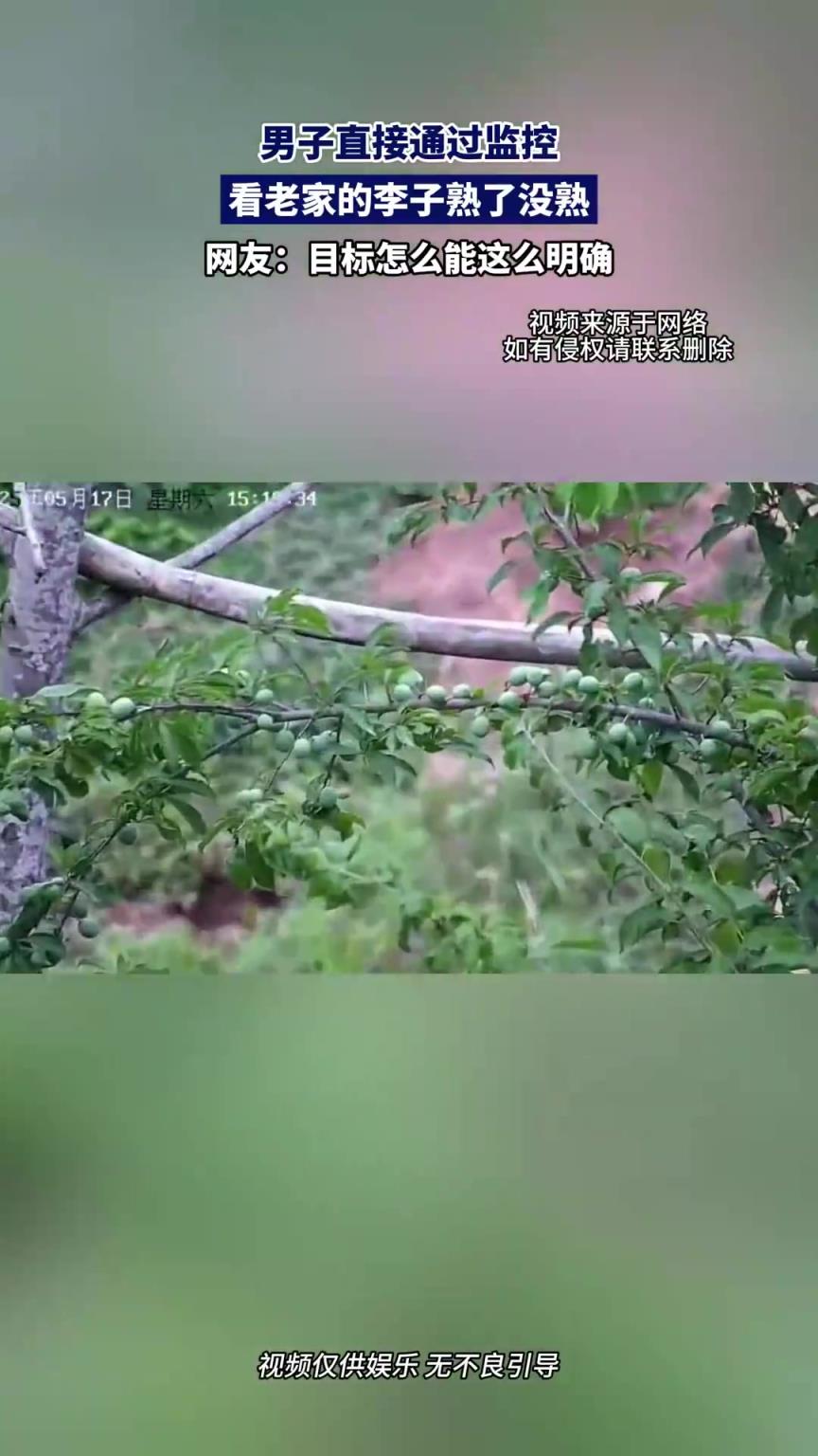 男子直接通过监控，看老家的李子熟了没熟！！！
