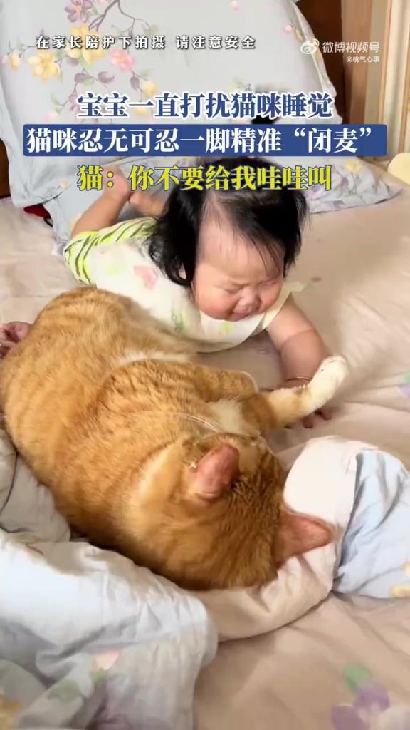 宝宝扰猫睡觉遭 “闭麦”，网友：“毛孩子反击”