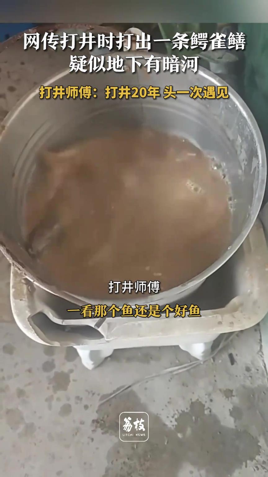 网传打井时打出一条鳄雀鳝