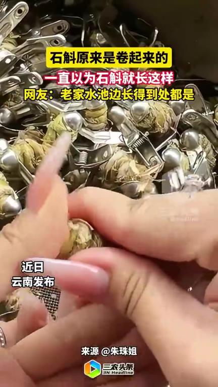 网友：老家水池边长得到处都是！