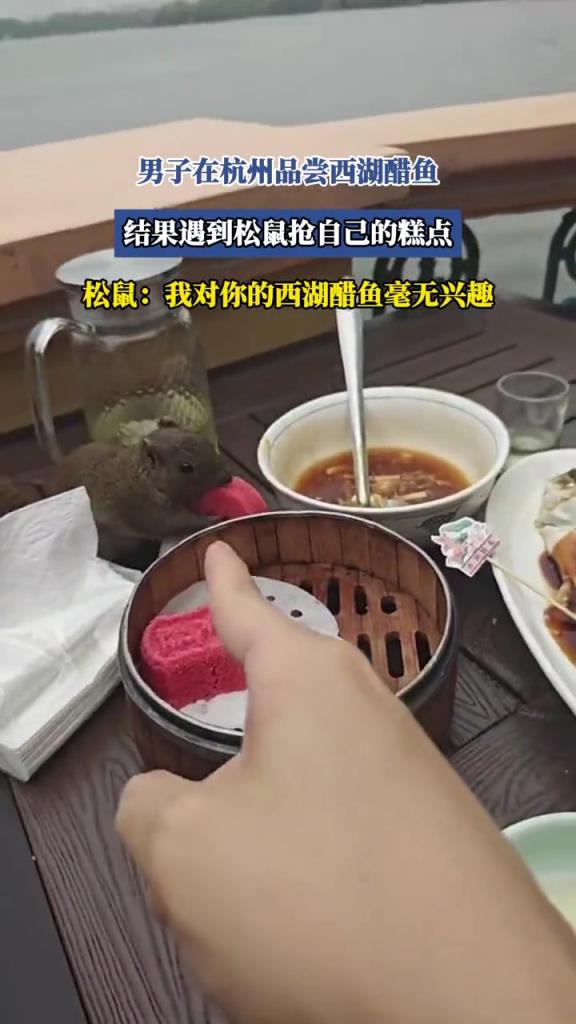男子在杭州品尝西湖醋鱼,结果遇到松鼠抢自己的糕点!