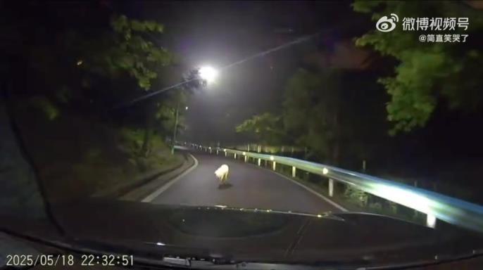 幾名男子夜間駕車時(shí)遭遇攔路豬