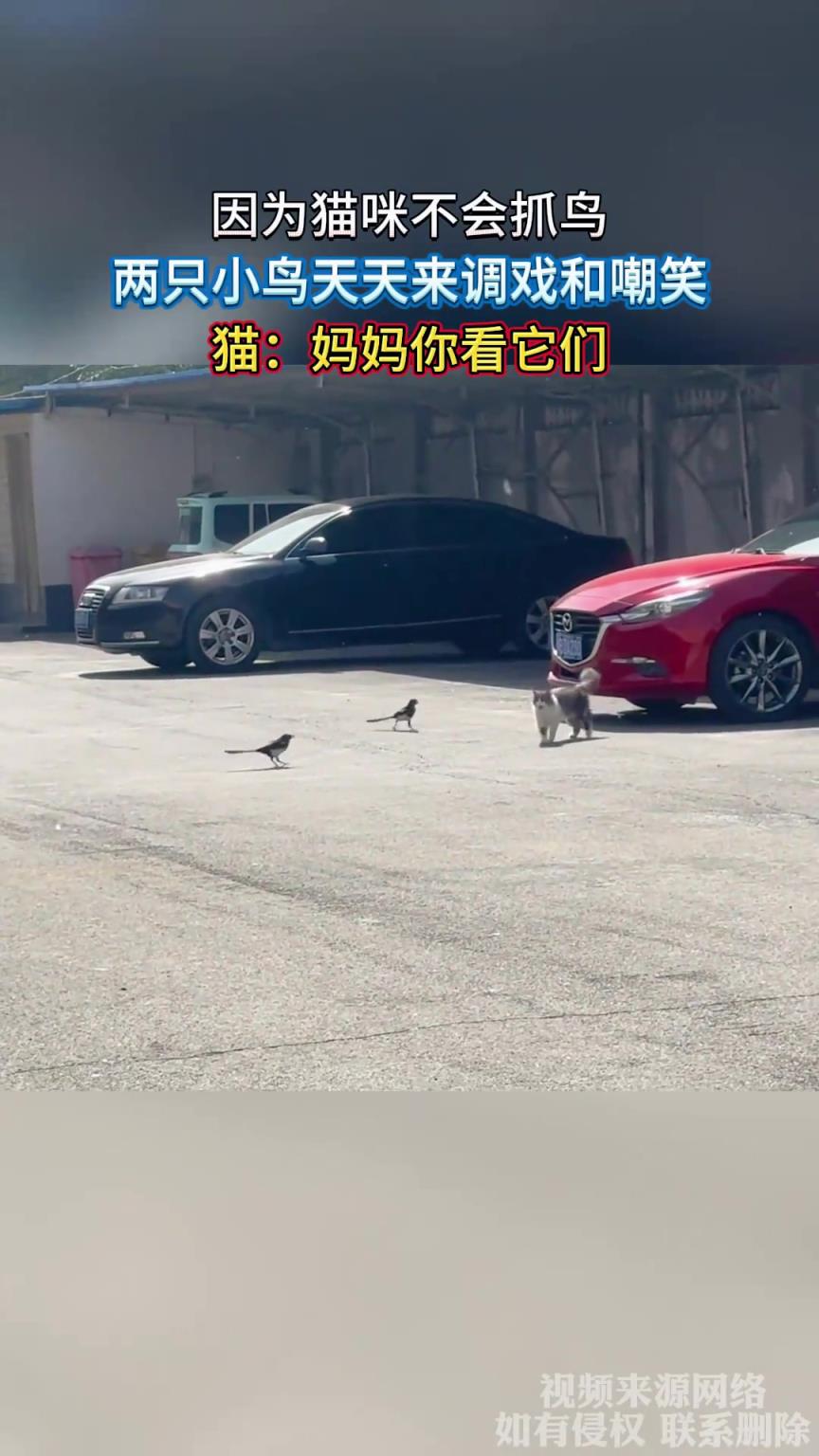 因为猫咪不会抓鸟，两只小鸟天天来调戏和嘲笑，猫：妈妈你看它们