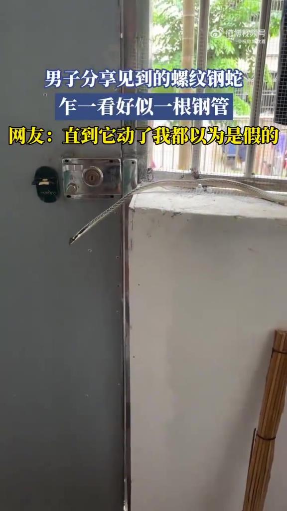 男子分享见到了螺纹钢蛇，乍一看好似一根钢管！