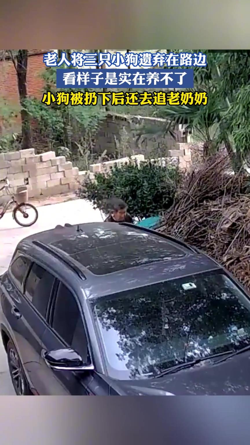 老人将三只小狗遗弃在路边，看样子是实在养不了