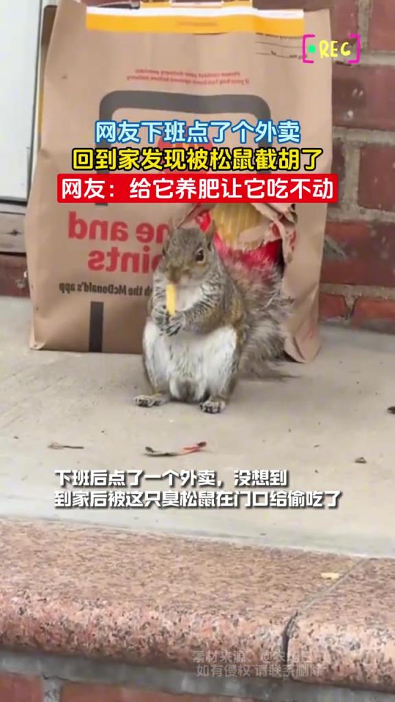 网友下班点了个外卖 回到家发现被松鼠截胡了