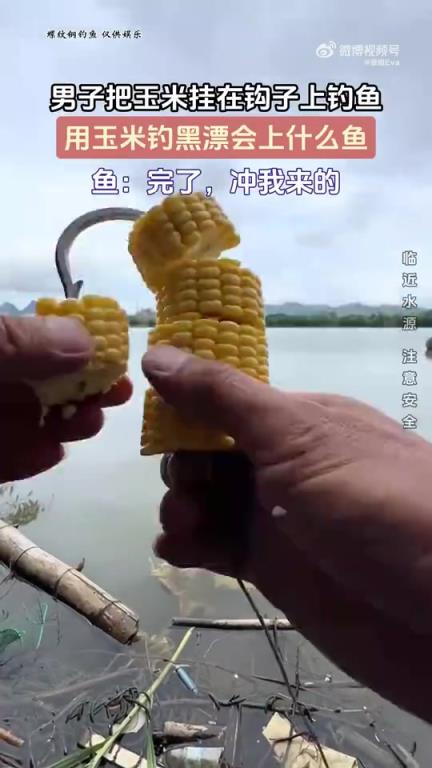 男子用玉米挂钩钓鱼，黑漂时会上哪种鱼？
