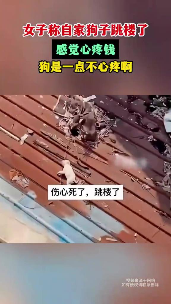 女子吐槽狗子跳樓 “費(fèi)錢”，網(wǎng)友：人寵安全為重