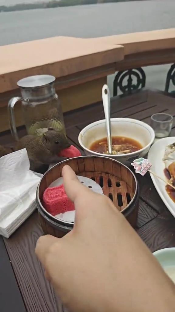 你自己不也没动你的西湖醋鱼嘛！！