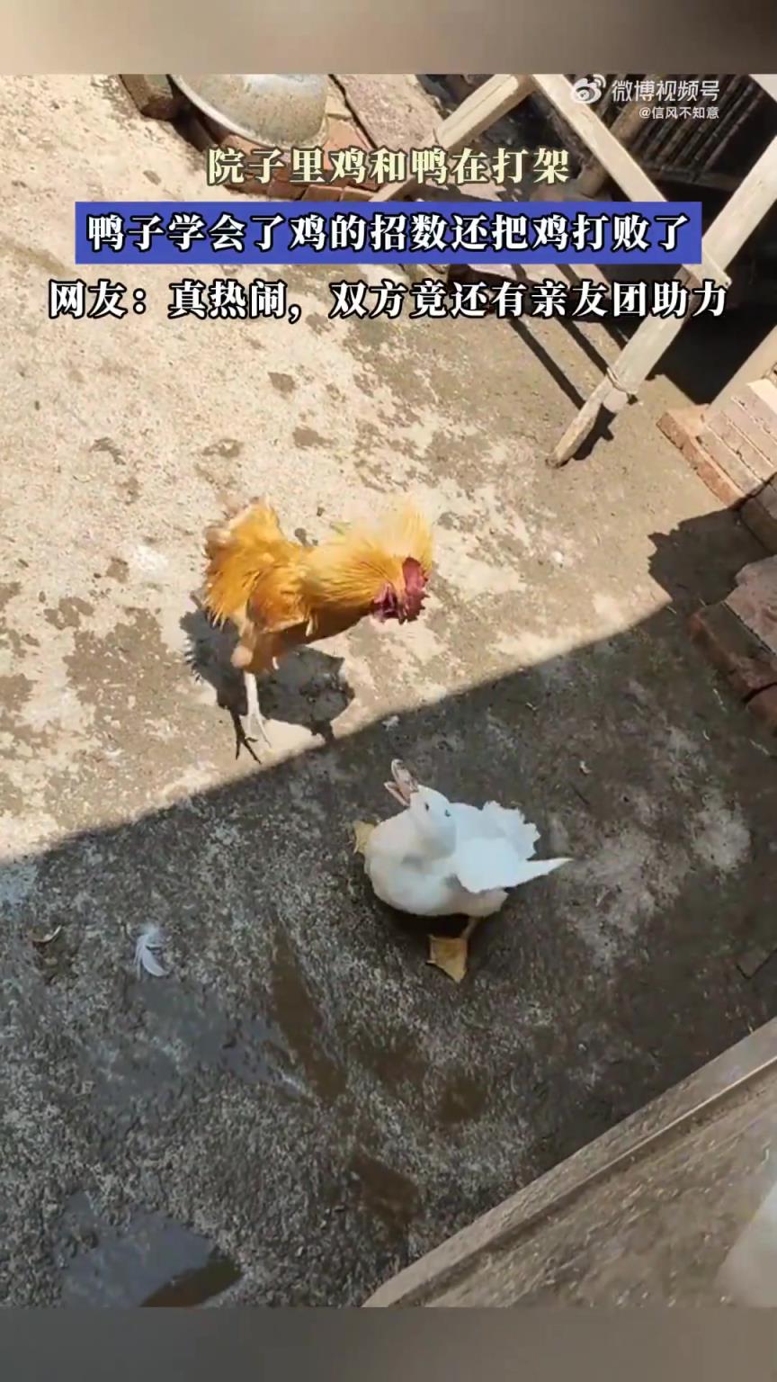 院子里鸡鸭打架，鸭子习得鸡招数将其打败