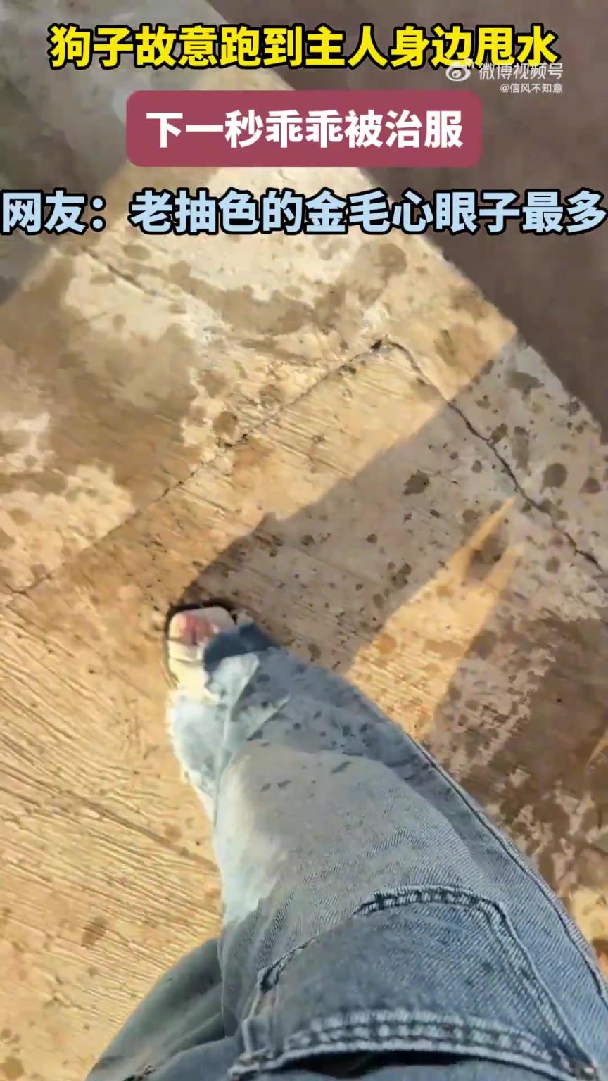 狗子故意跑到主人身边甩水，下一秒被治服