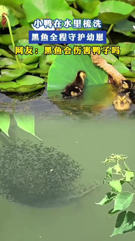 水下育儿奇观：黑鱼守护幼崽，网友热议鸭鱼和谐共处之谜！