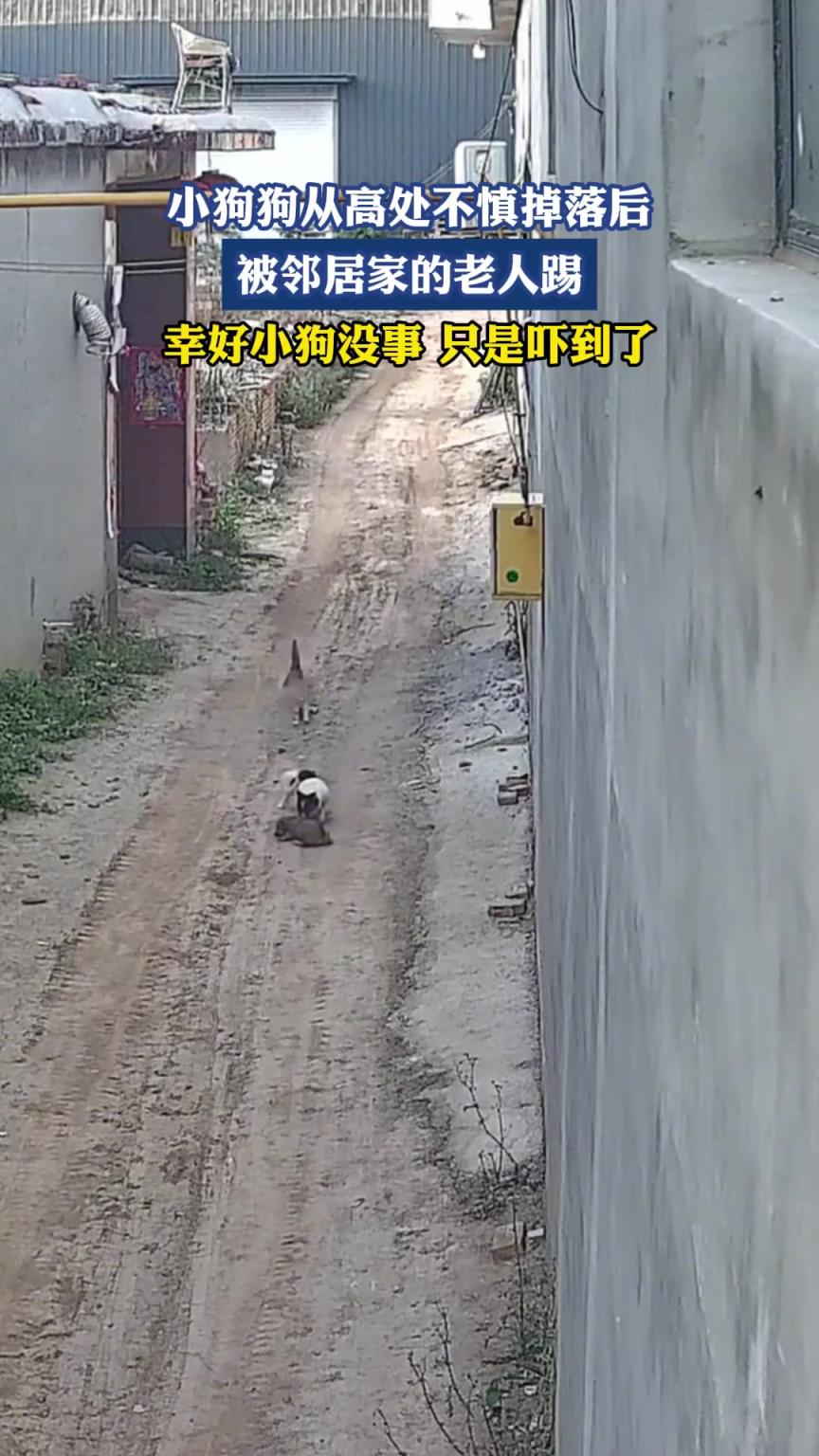 小狗狗从高处不慎掉落后，被邻居家的老人踢