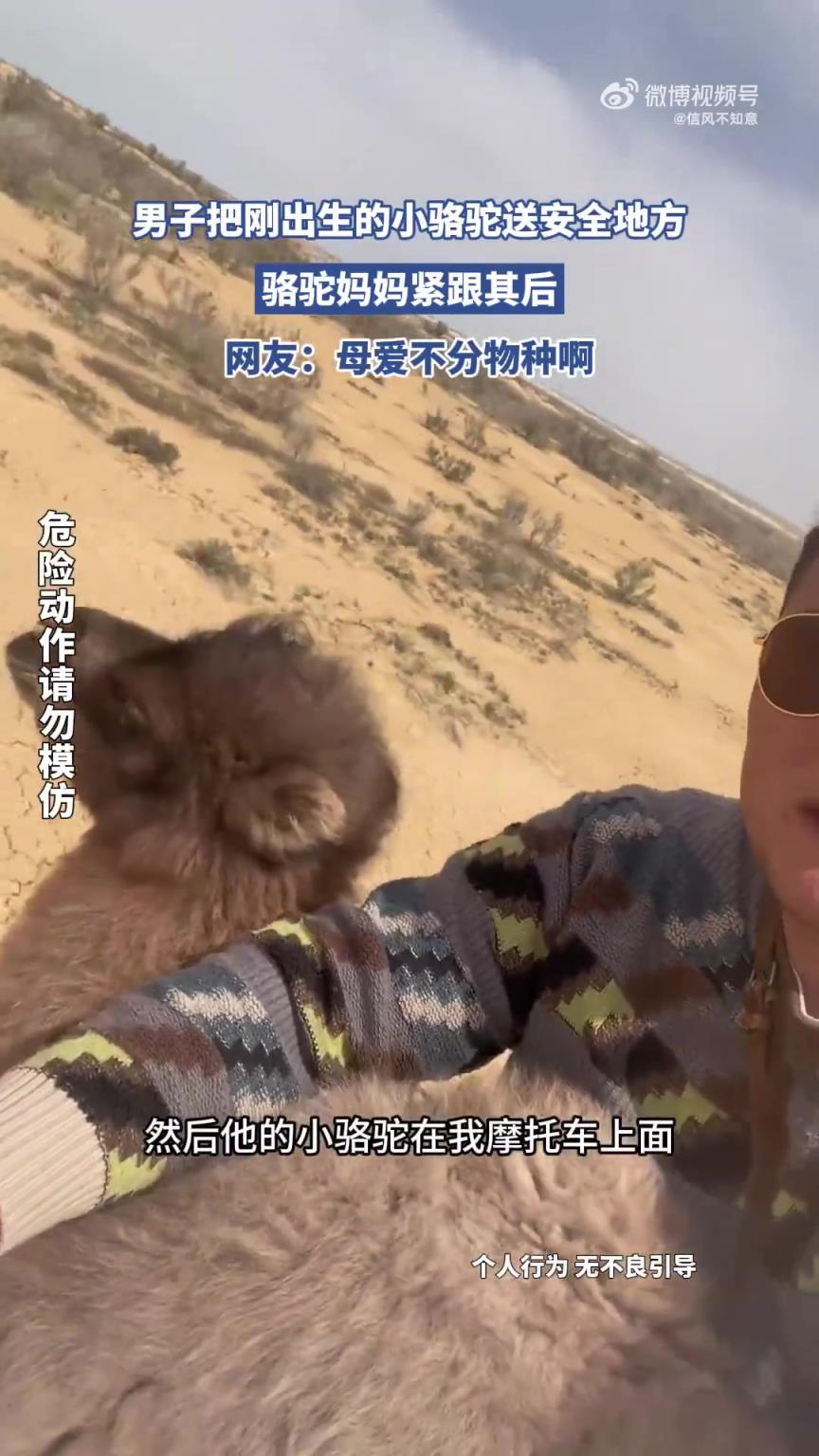 男子把刚出生的小骆驼送安全地方，骆驼妈妈紧跟其后！！