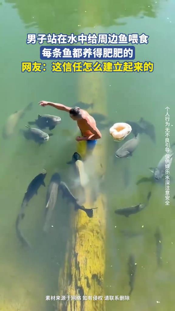 男子站在水中给周边鱼喂食，每条鱼都养得肥肥的！