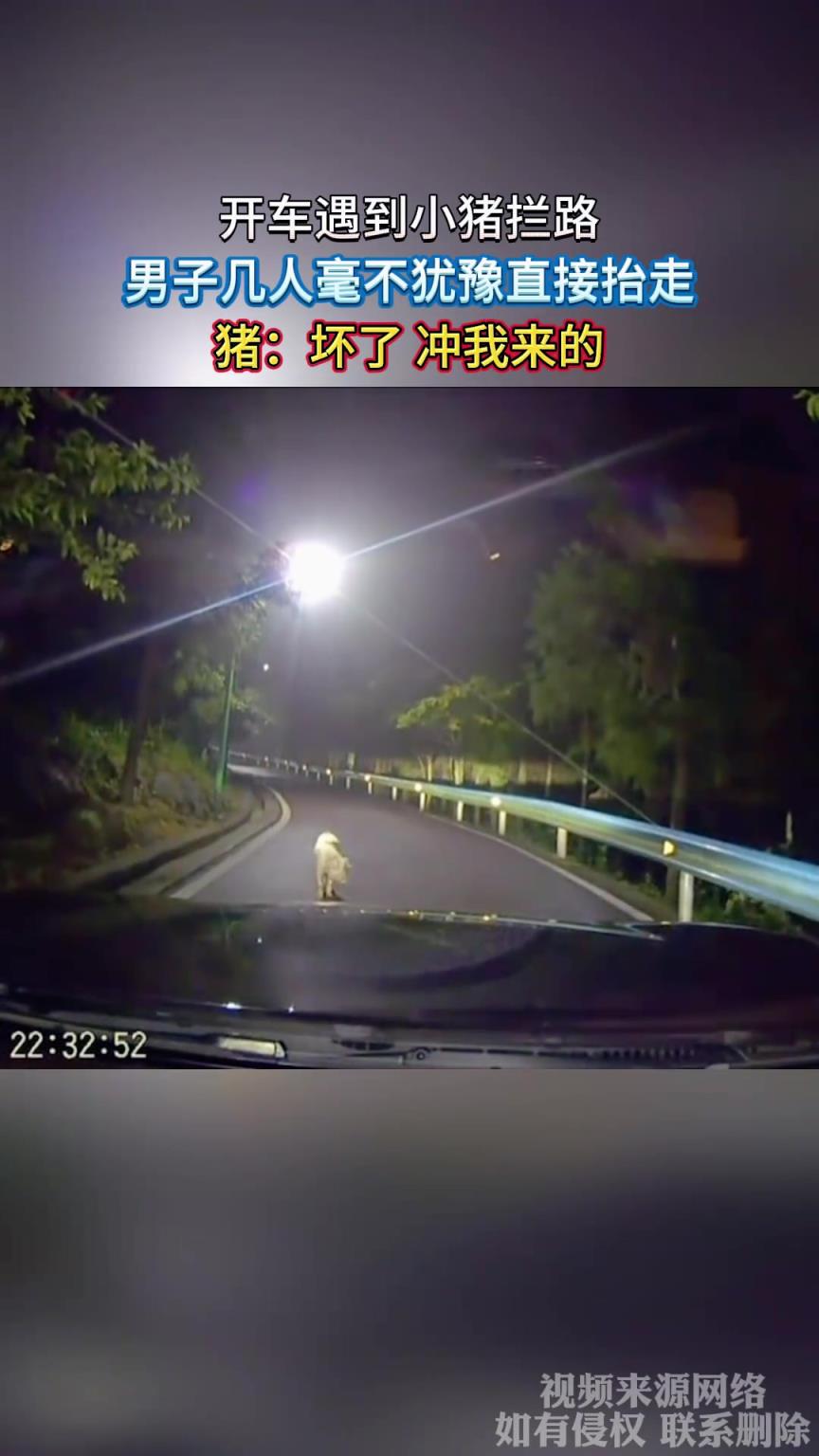 开车遇到小猪拦路，男子几人毫不犹豫直接抬走，猪：坏了冲我来的