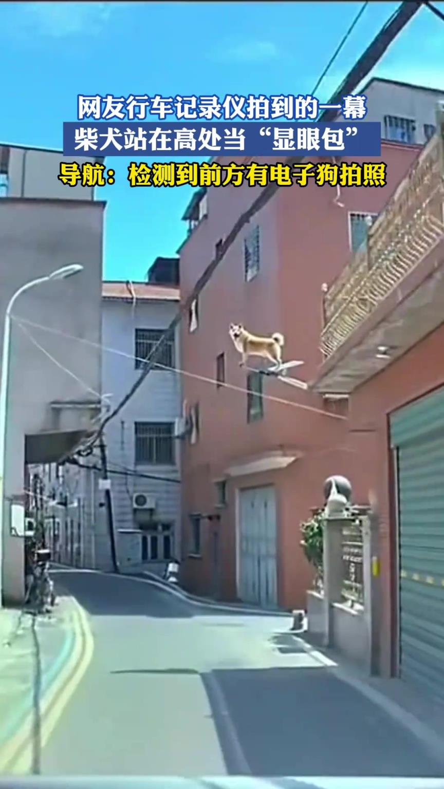 网友行车记录仪拍到的一幕，柴犬站在高处当“显眼包”