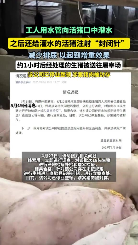 为了增重，活猪被插入水管灌水后又被迅速打入“封闭针”