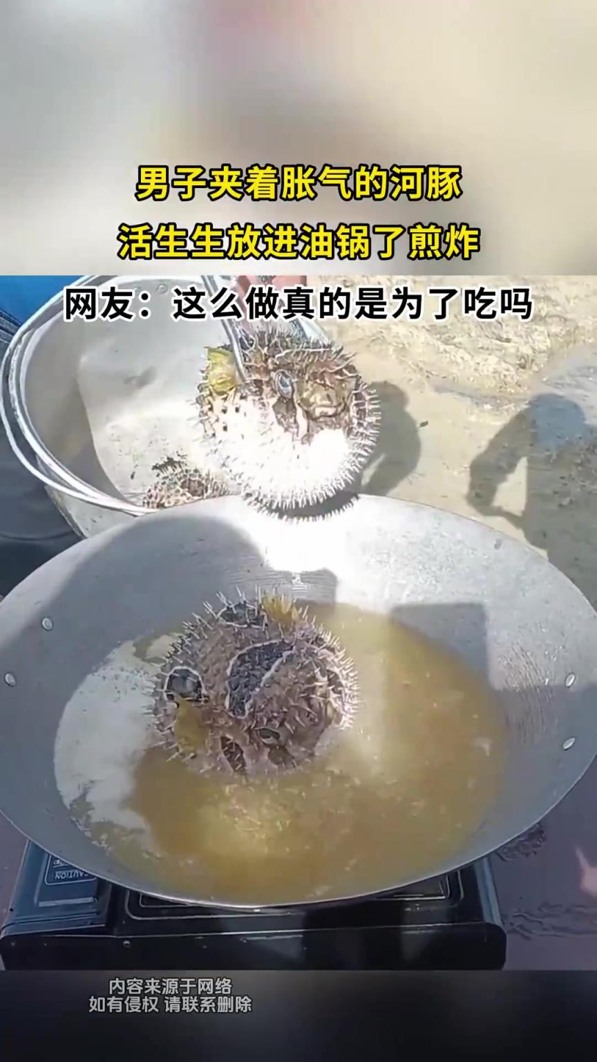 男子夹着胀气的河豚，活生生放进油锅了煎炸