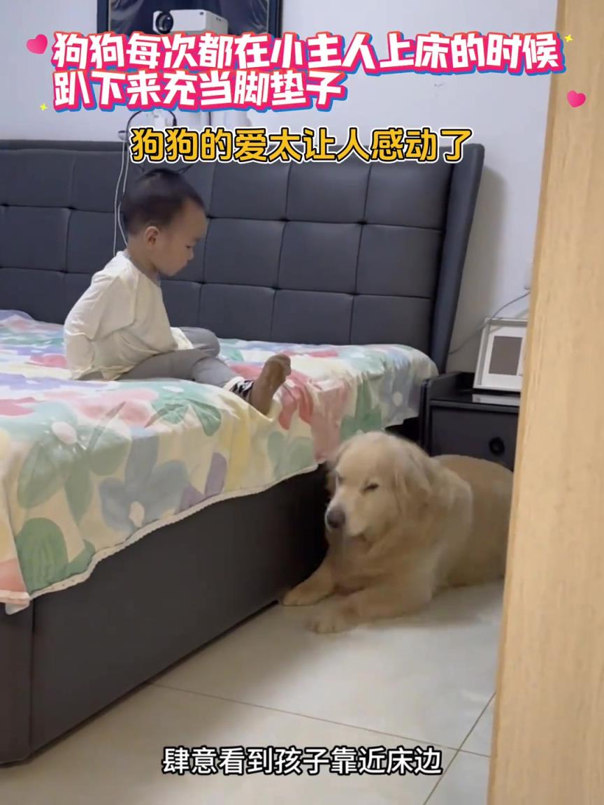 金毛：快下来吧，我在呢。