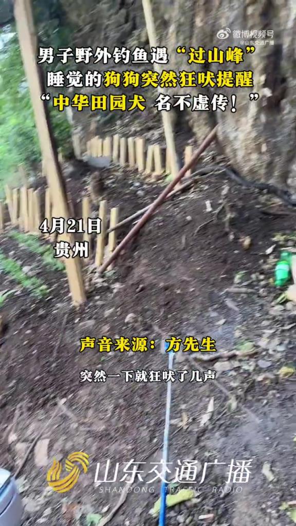 男子釣魚遇毒蛇，狗狗狂吠預(yù)警顯 “中華田園犬” 忠誠(chéng)