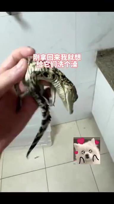 小鱷魚 “主動(dòng)翻滾” 引趣味，網(wǎng)友：“自力更生”