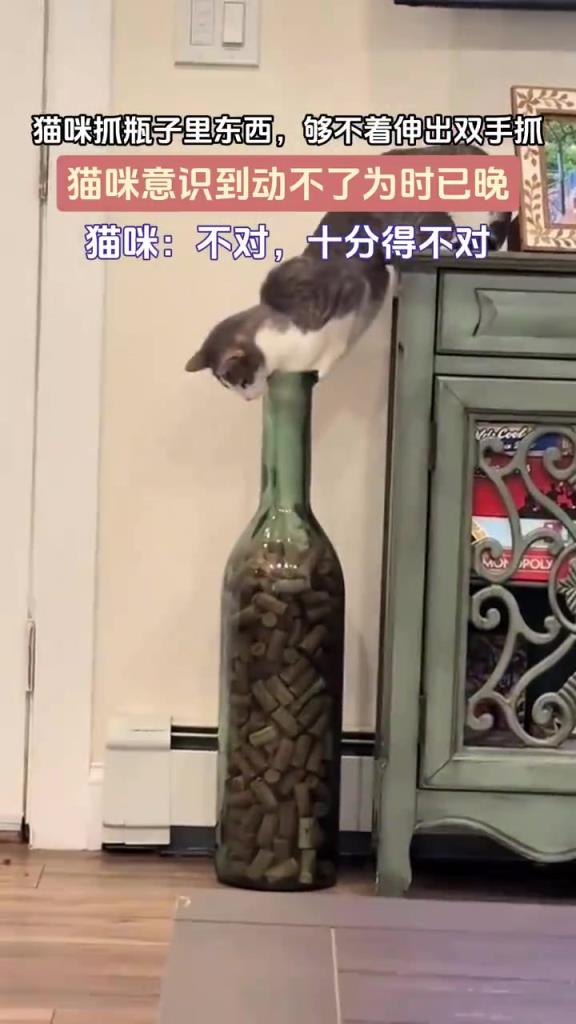 猫咪抓瓶子里东西 够不着伸出双手抓 猫咪意识到动不了为时已晚