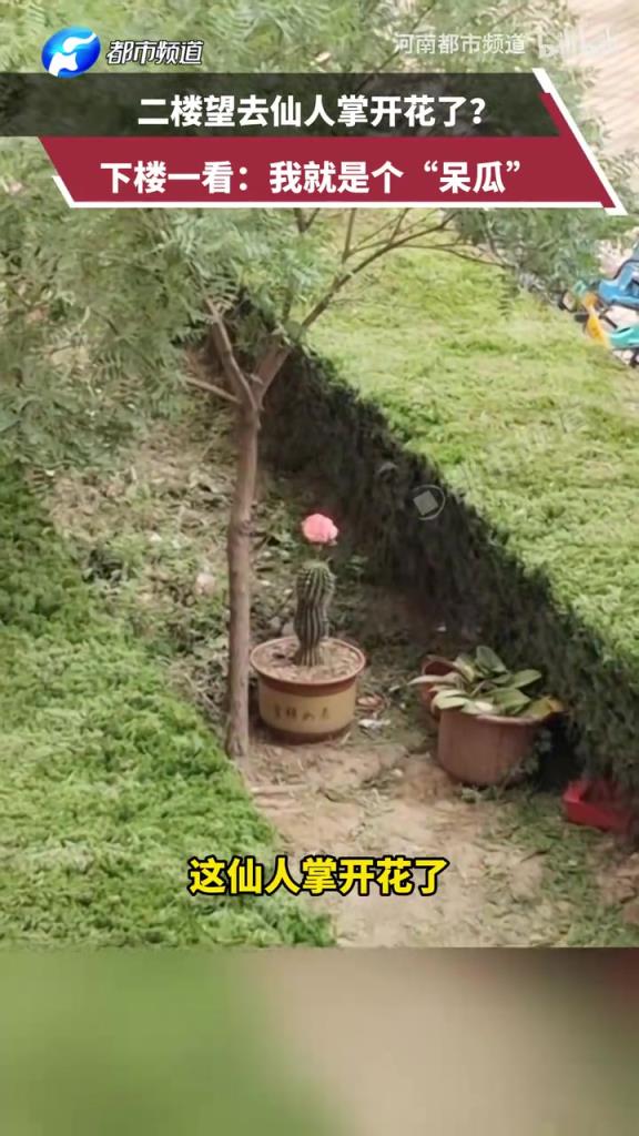 二楼望去仙人掌开花了？下楼一看：我就是个“呆瓜”