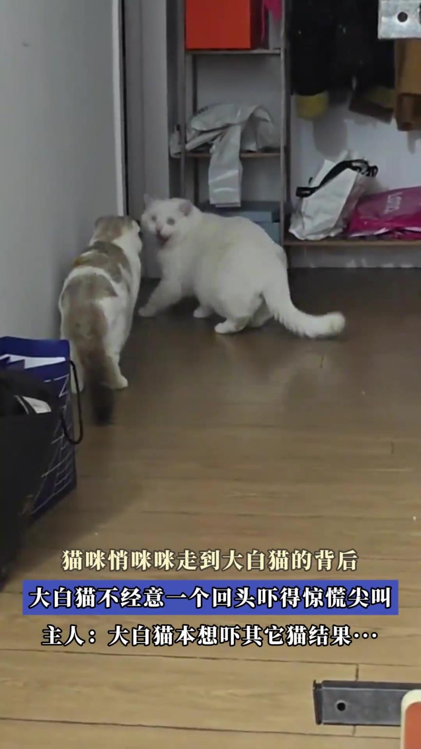 猫咪悄咪咪走到大白猫的背后，大白猫不经意一个回头吓得惊慌尖叫