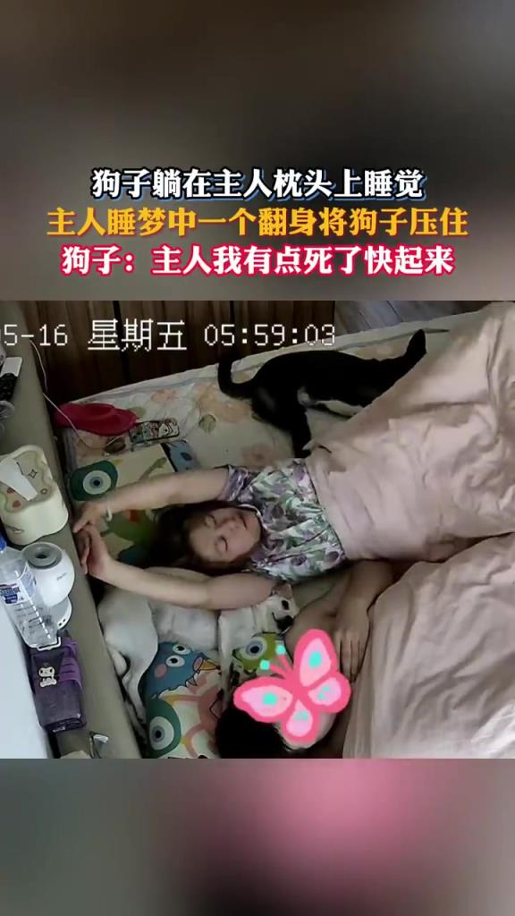 狗子枕上酣睡遭主人翻身压制，萌宠懵圈：压到我啦！