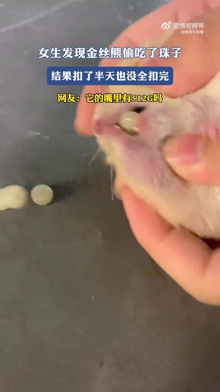 女生发现金丝熊偷吃珠子，努力抠取却未全取出