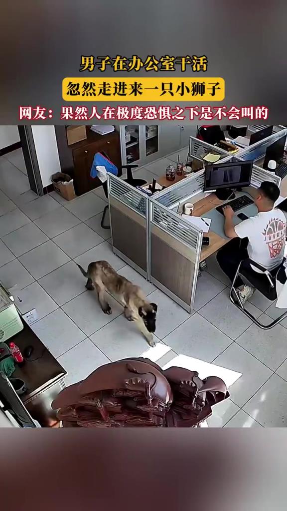 辦公室驚現(xiàn) “小獅子”，近看竟是萌寵犬