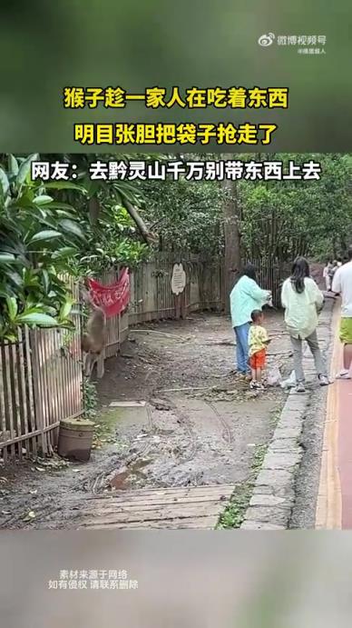 猴子趁一家人吃东西时明目张胆抢走袋子