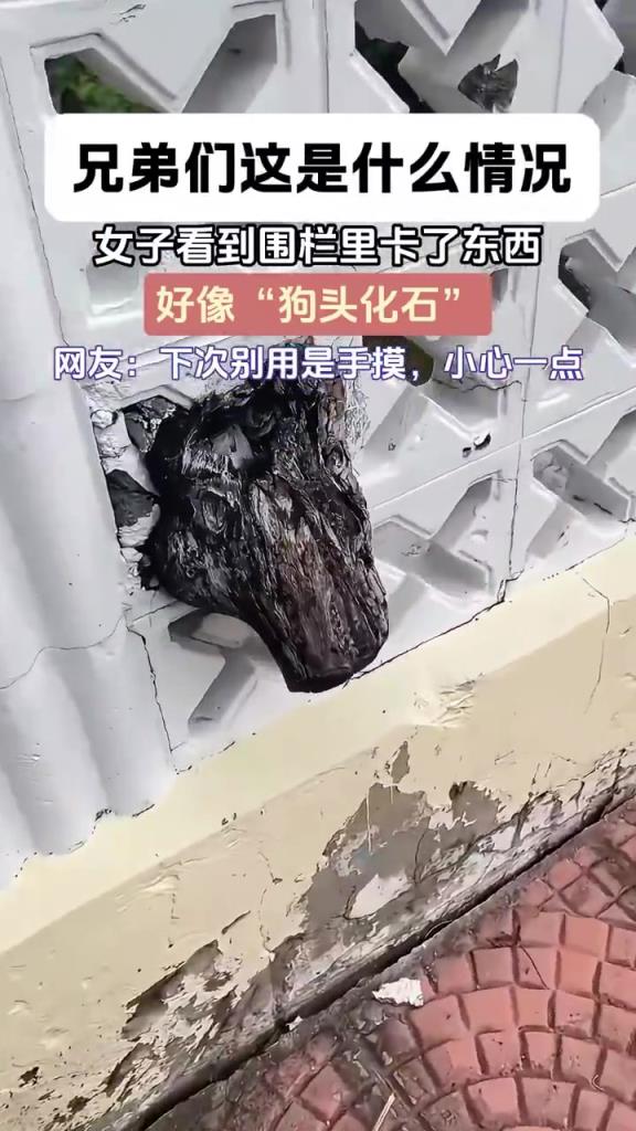 女子看到围栏里卡了东西，好像 “狗头化石”