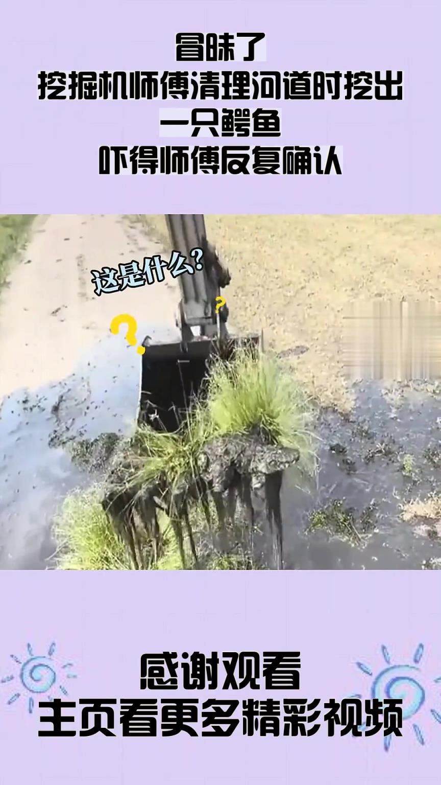 挖掘机师傅清理河道时挖出一只鳄鱼，吓得师傅反复确认！