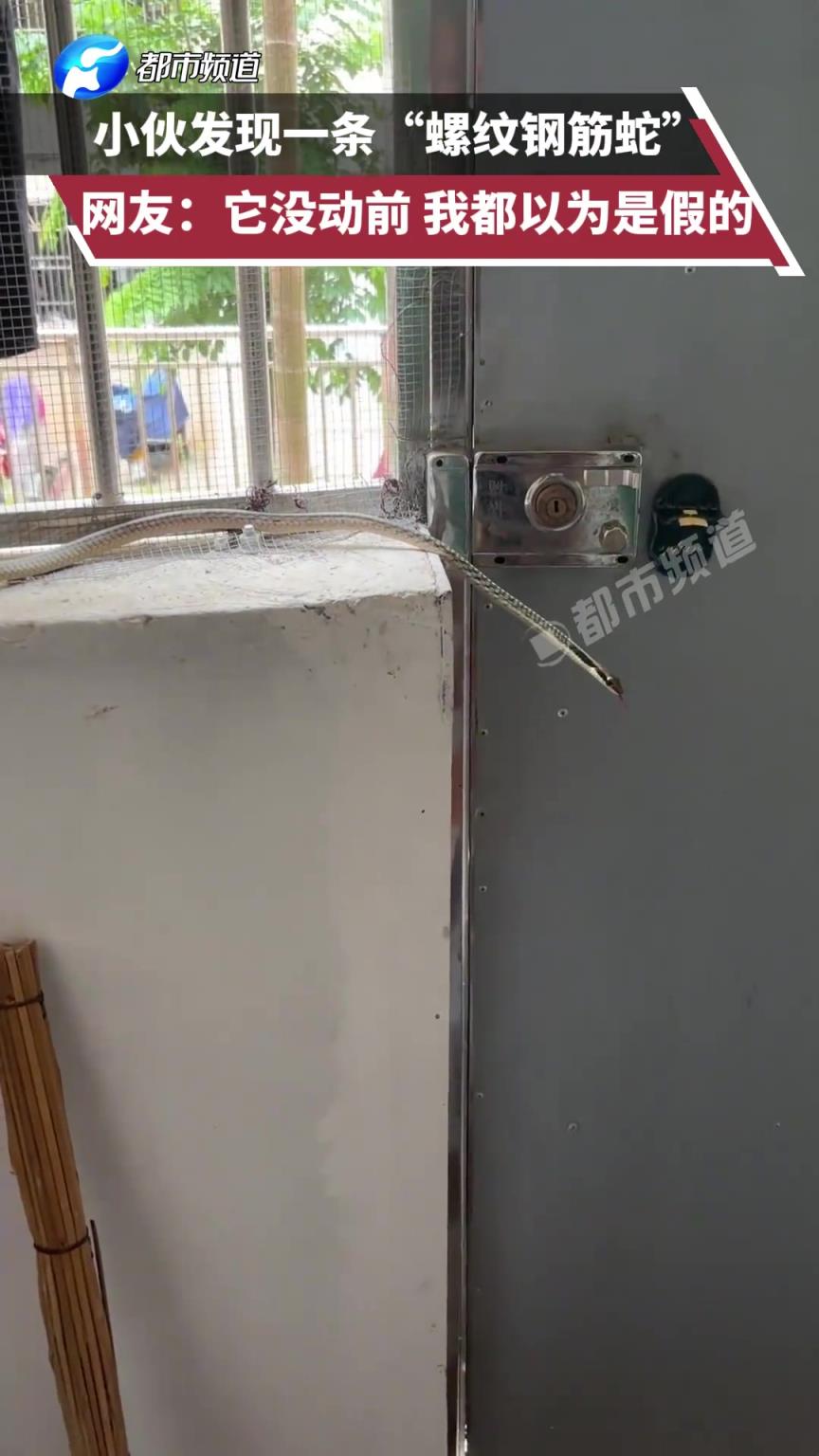 小伙发现一条“螺纹钢筋蛇”，网友：它没动前 我都以为是假的！
