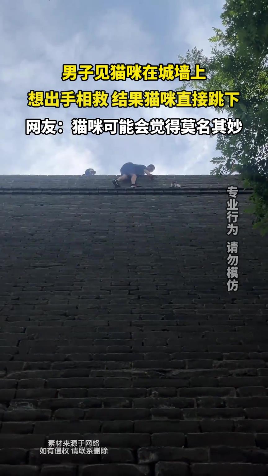 男子见猫咪在城墙上，想着出手相救 结果猫咪直接跳下