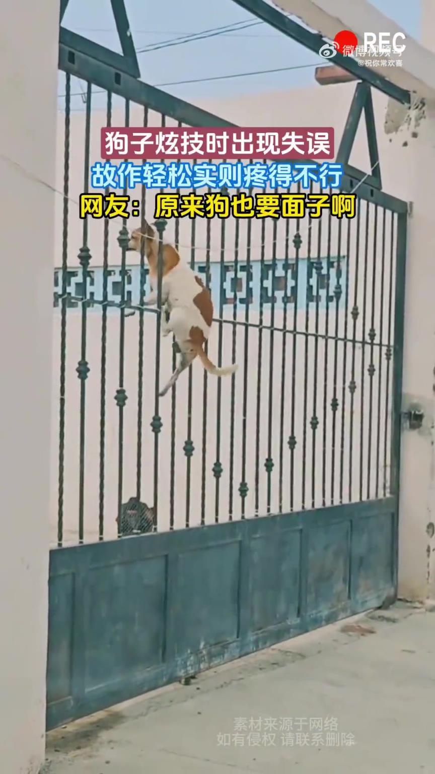 狗子炫技时出现失误，故作轻松实则疼得不行