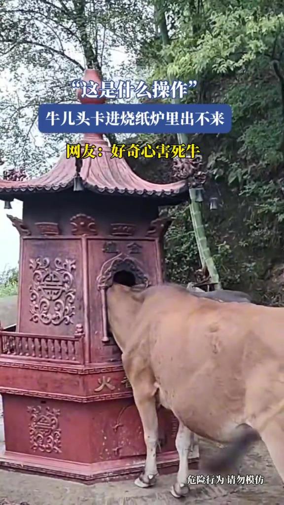 牛儿头卡进烧纸炉里出不来,好奇害死牛!!!
