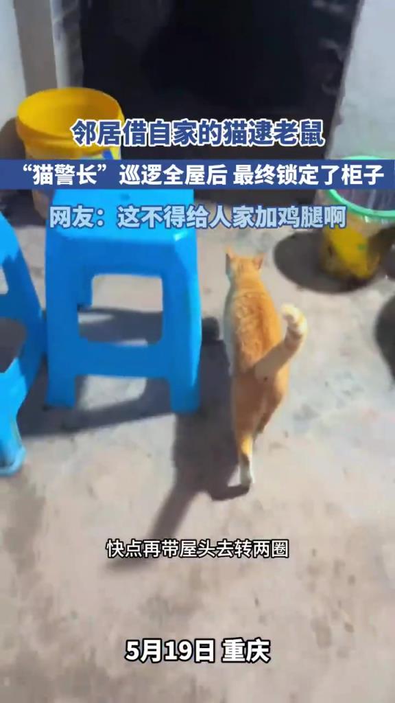 邻居借自家的猫逮老鼠