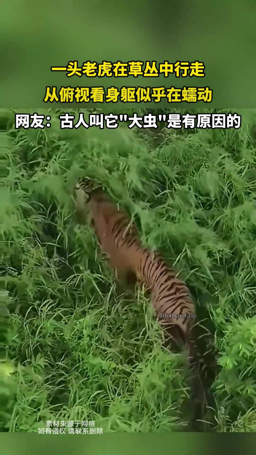 一頭老虎在草叢中行走，從俯視看身軀似乎在蠕動