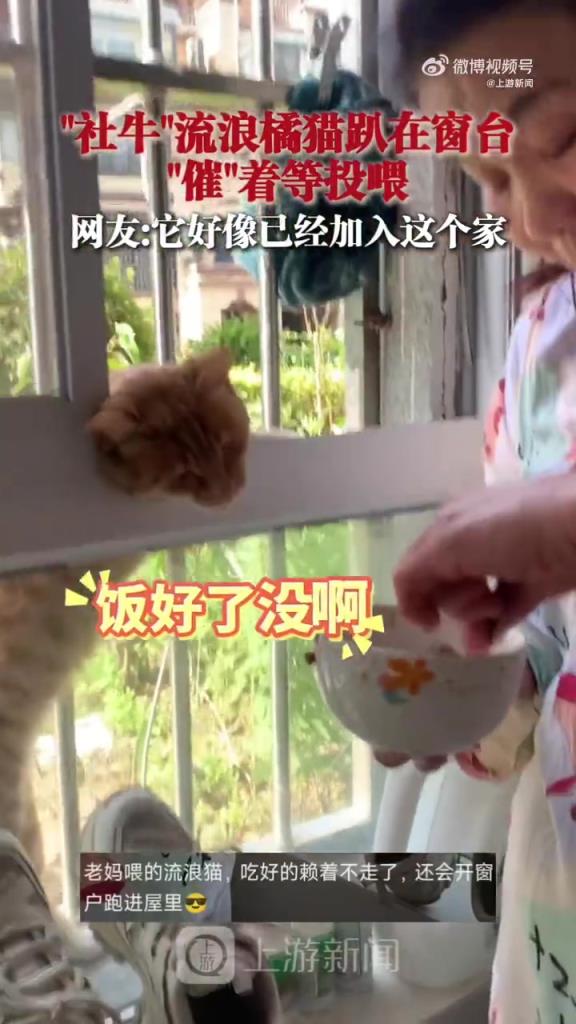 社牛流浪猫趴窗台催着等投喂