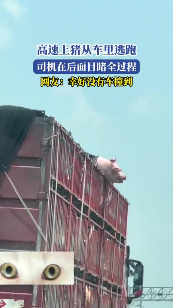 高速上猪从车里逃跑,司机在后面目睹全过程!!
