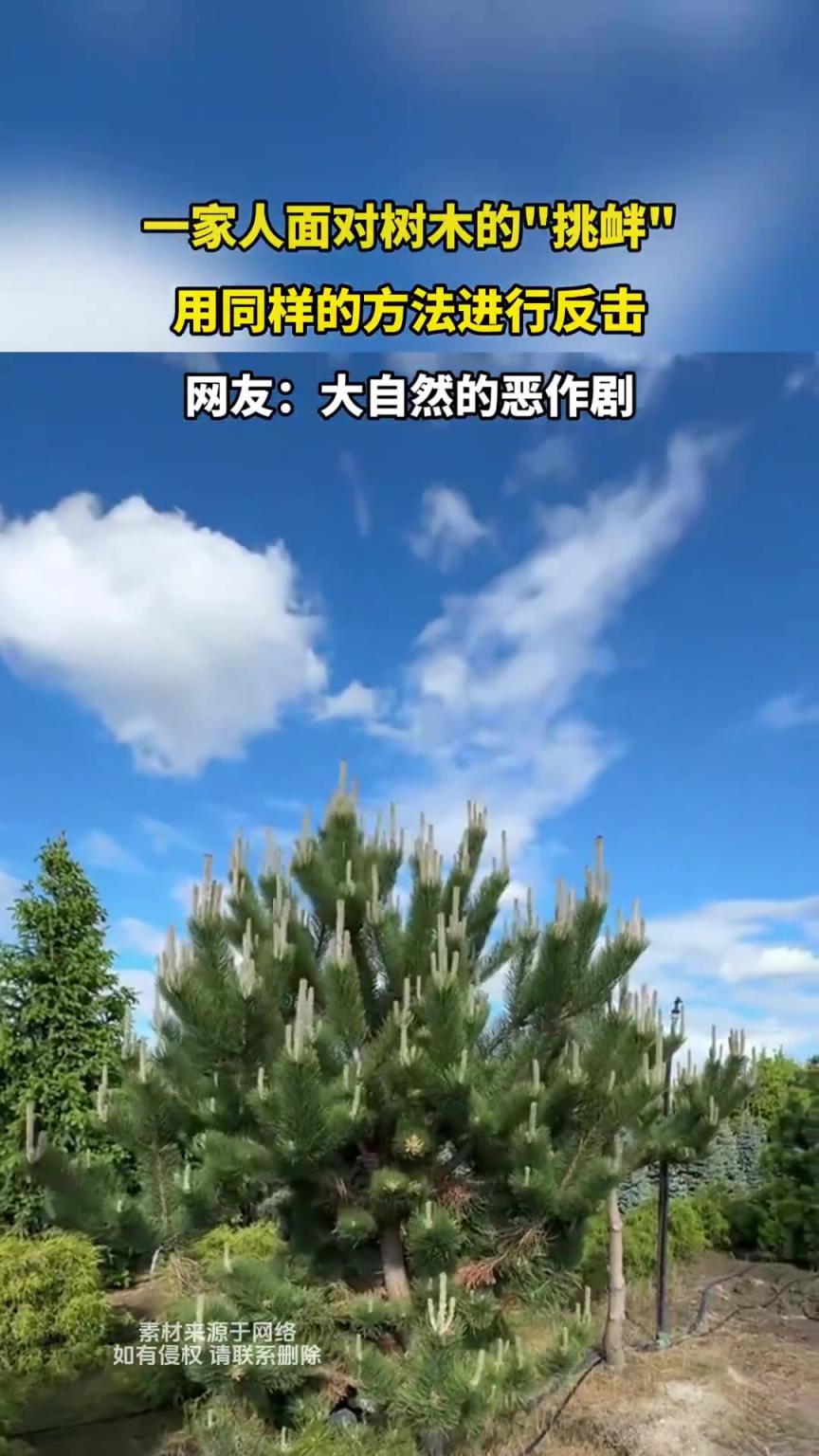 一家人面对树木的挑衅，用同样的方法进行反击