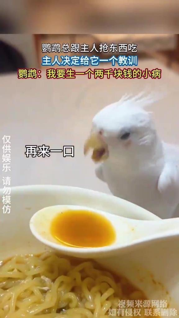 鸚鵡總跟主人搶東西吃，主人決定給它一個教訓(xùn)